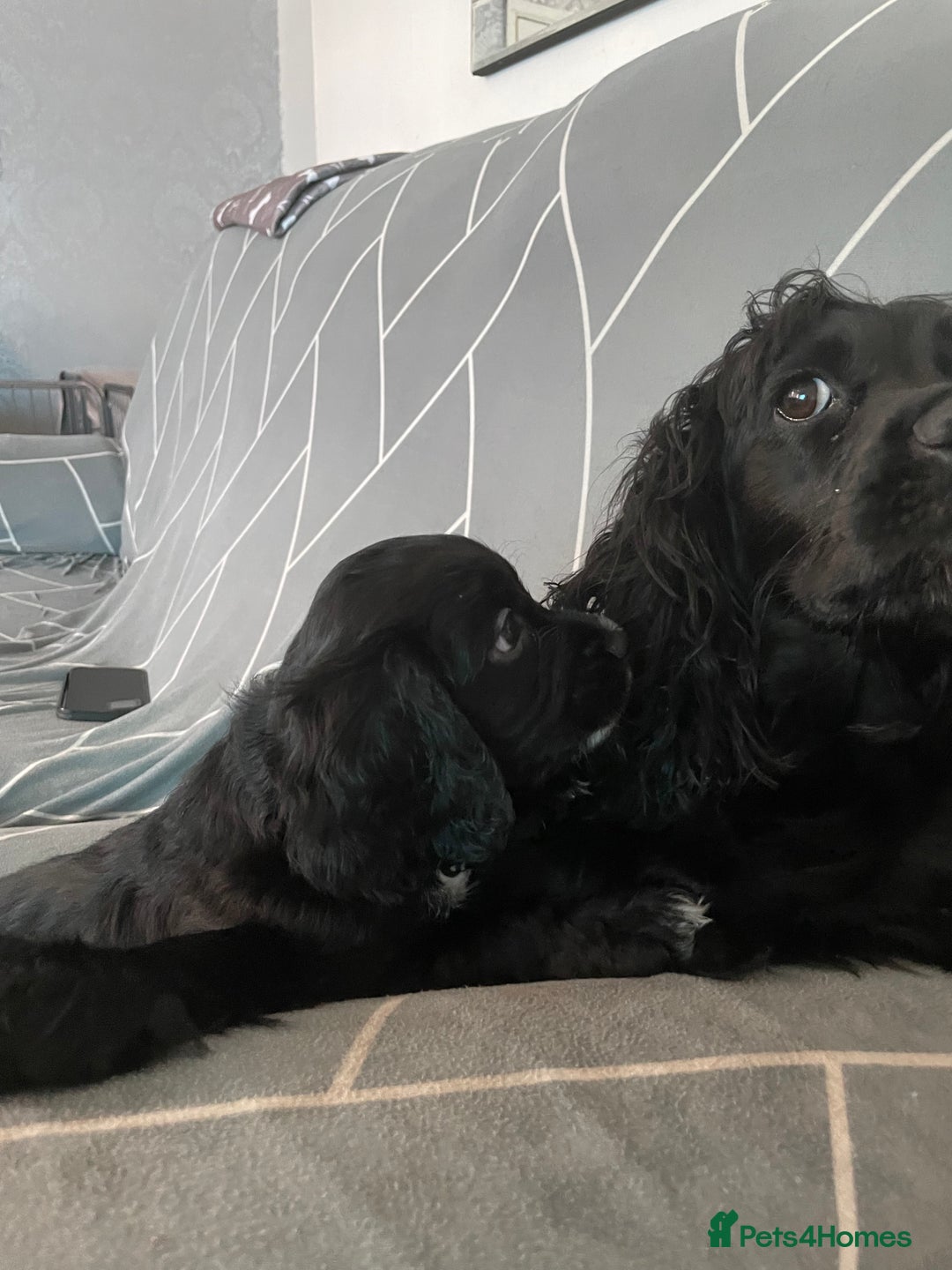 Cocker Spaniel dogs for sale: Boy pup  - Image 5