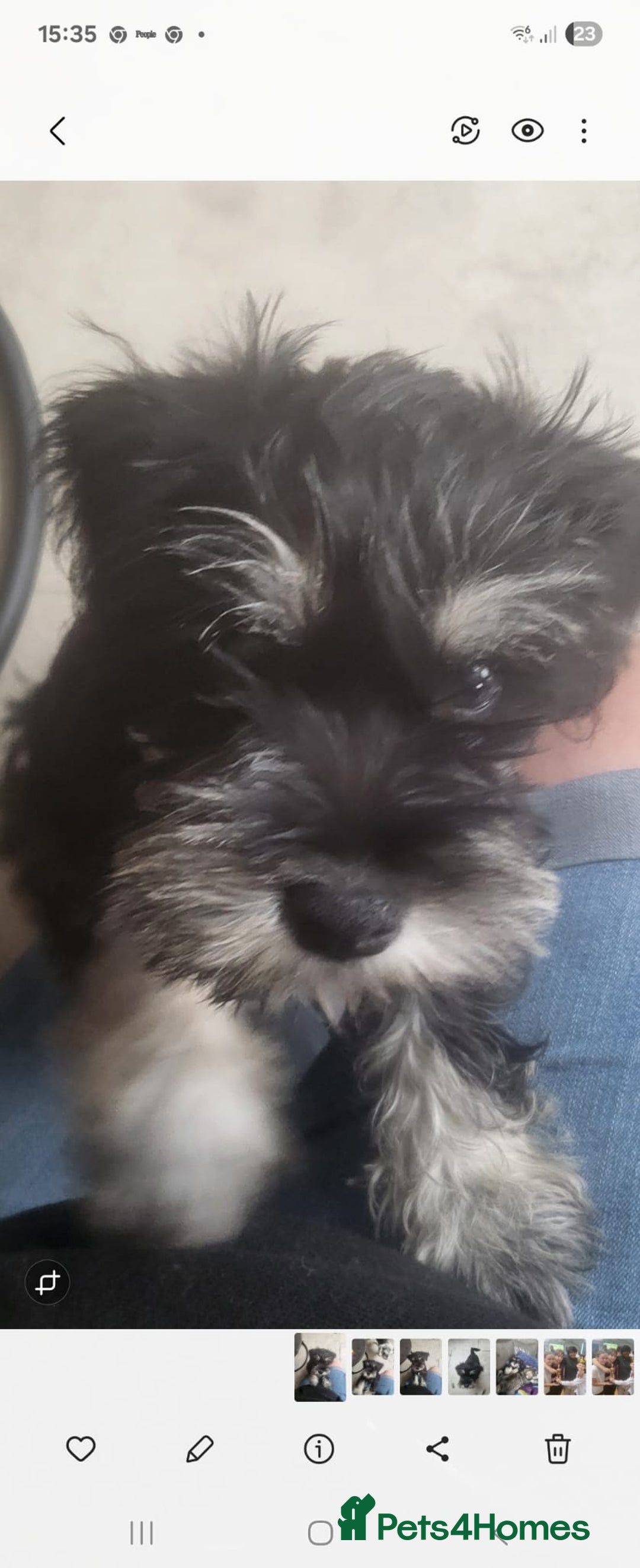 Miniature Schnauzer dogs for sale: One male miniature schnauzer  - Image 2