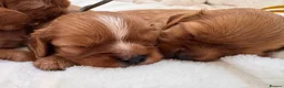 Cavalier King Charles Spaniel dogs for sale: Beautiful red KC boys health tested parents 😍🐶😍 in Swanley - Advert 10