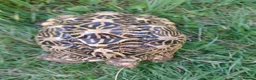 Tortoise reptiles for sale: Adult Breeding FEMALE INDIAN STAR TORTOISE  - Advert 4