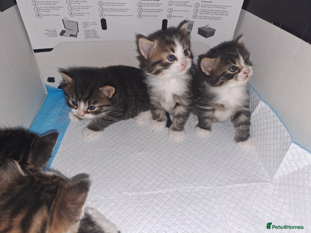 Domestic Shorthair cats for sale: 5 gorgeous kittens for sale  - Advert 3