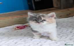 Mixed Breed cats for sale: Healthy kittens - READY NOW ( 8 weeks old )  - Image 30