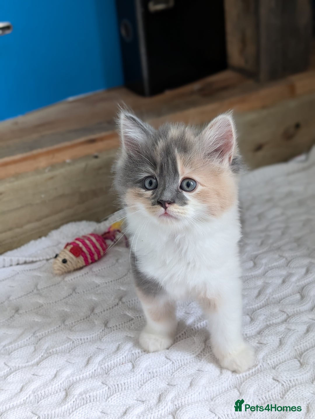 Mixed Breed cats for sale: Healthy kittens - READY NOW ( 8 weeks old )  - Image 30