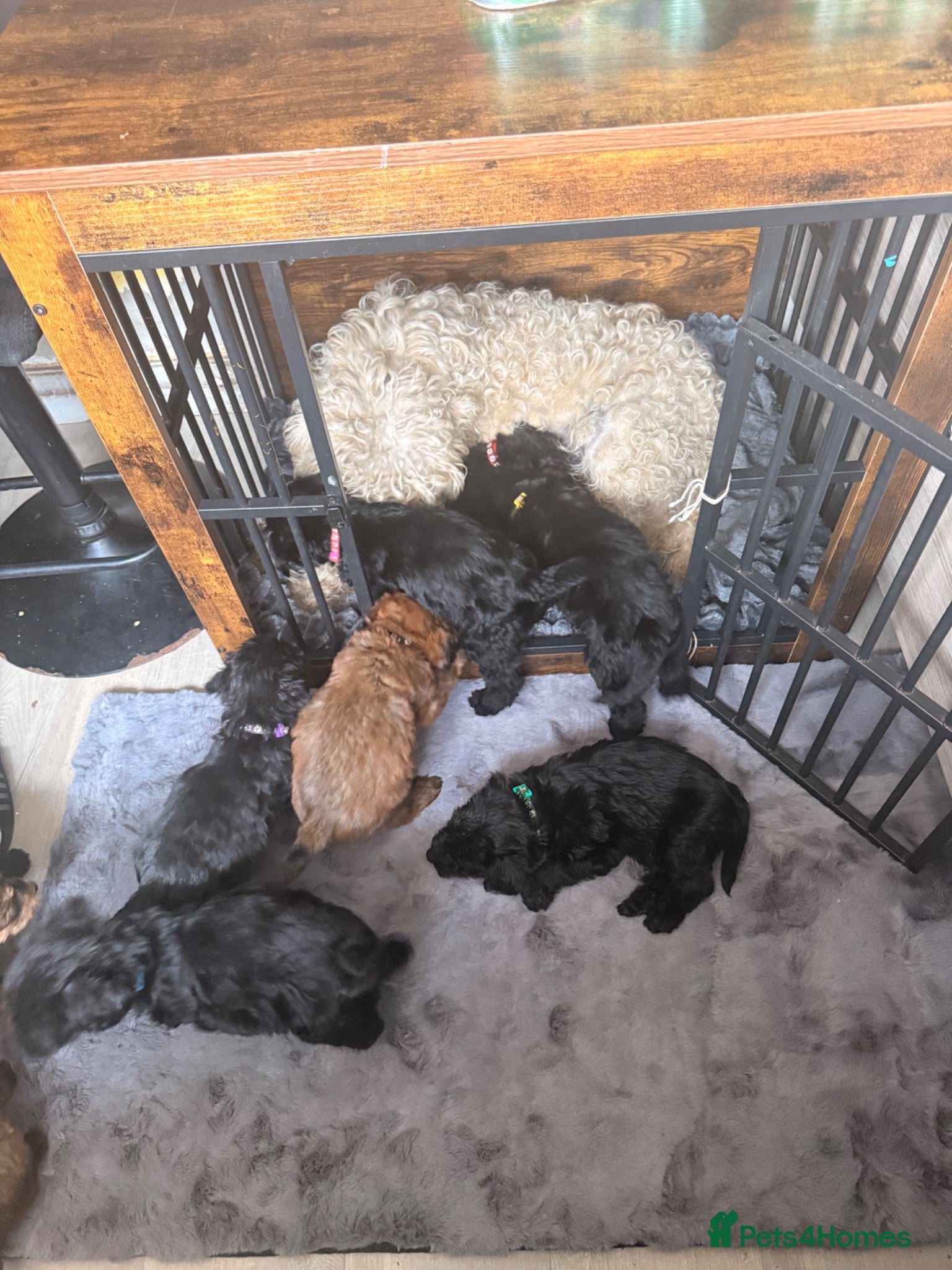 Mixed Breed dogs for sale: Whoodle puppies  - Advert 24