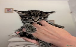 Mixed Breed cats for sale: 1x spotty boy and X3 tabby girls  - Image 4