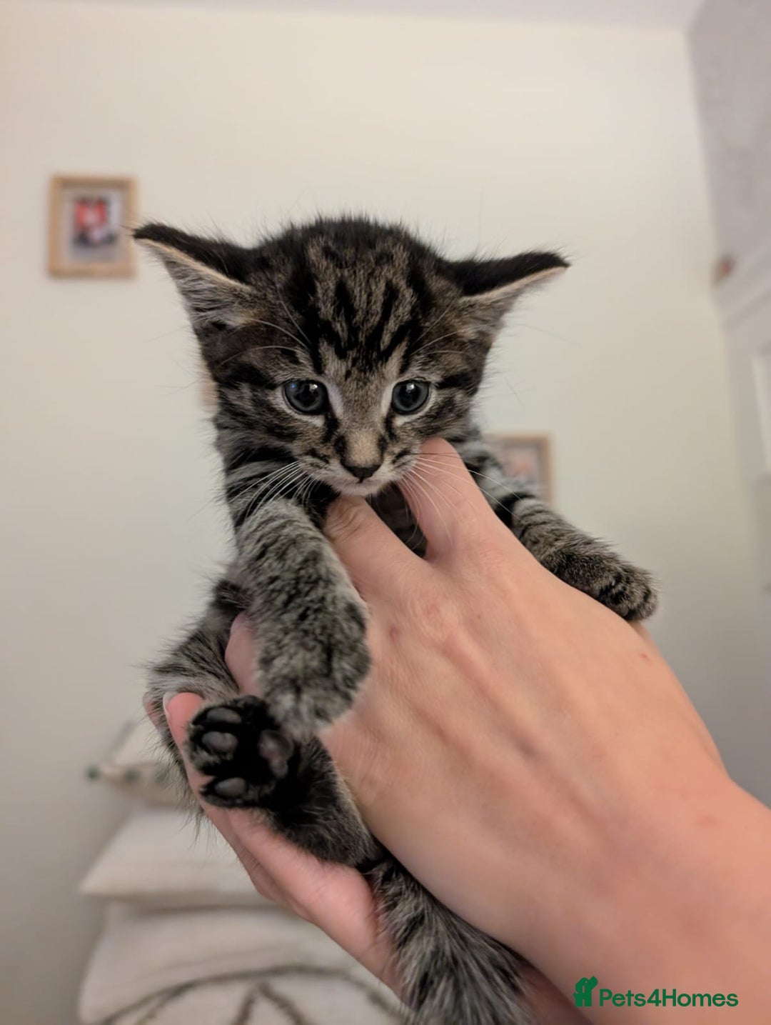 Mixed Breed cats for sale: 1x spotty boy and X3 tabby girls  - Image 4