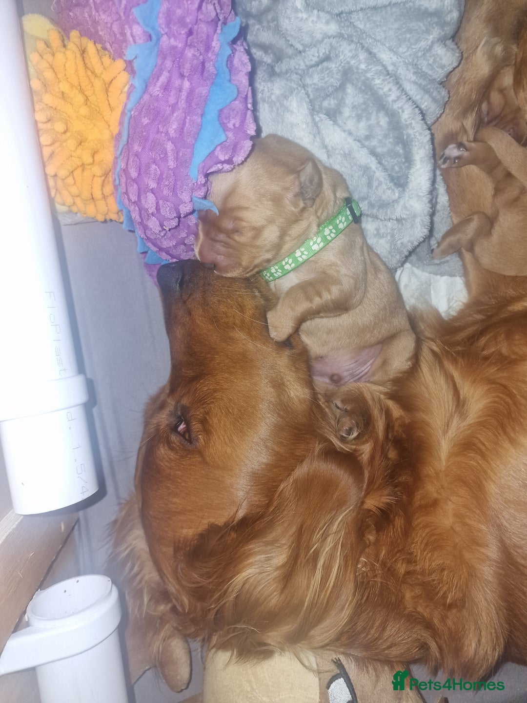 Golden Retriever dogs for sale: Beautiful KC-Registered Golden Retriever Puppies - Advert 26