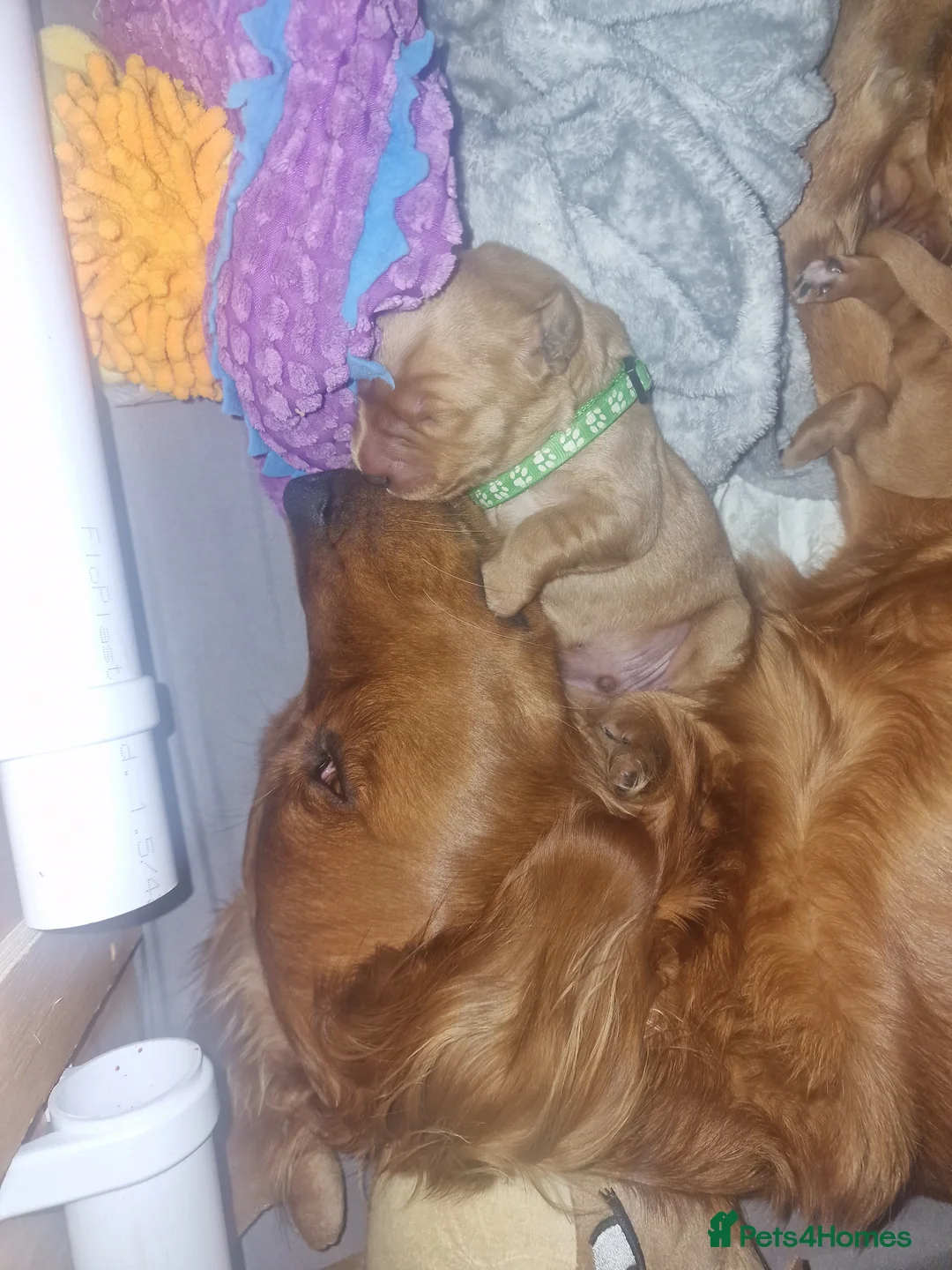 Golden Retriever dogs for sale: Beautiful KC-Registered Golden Retriever Puppies - Advert 21