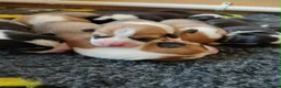 Welsh Corgi Pembroke dogs for sale: Welsh Corgi (Pembroke) - Advert 14