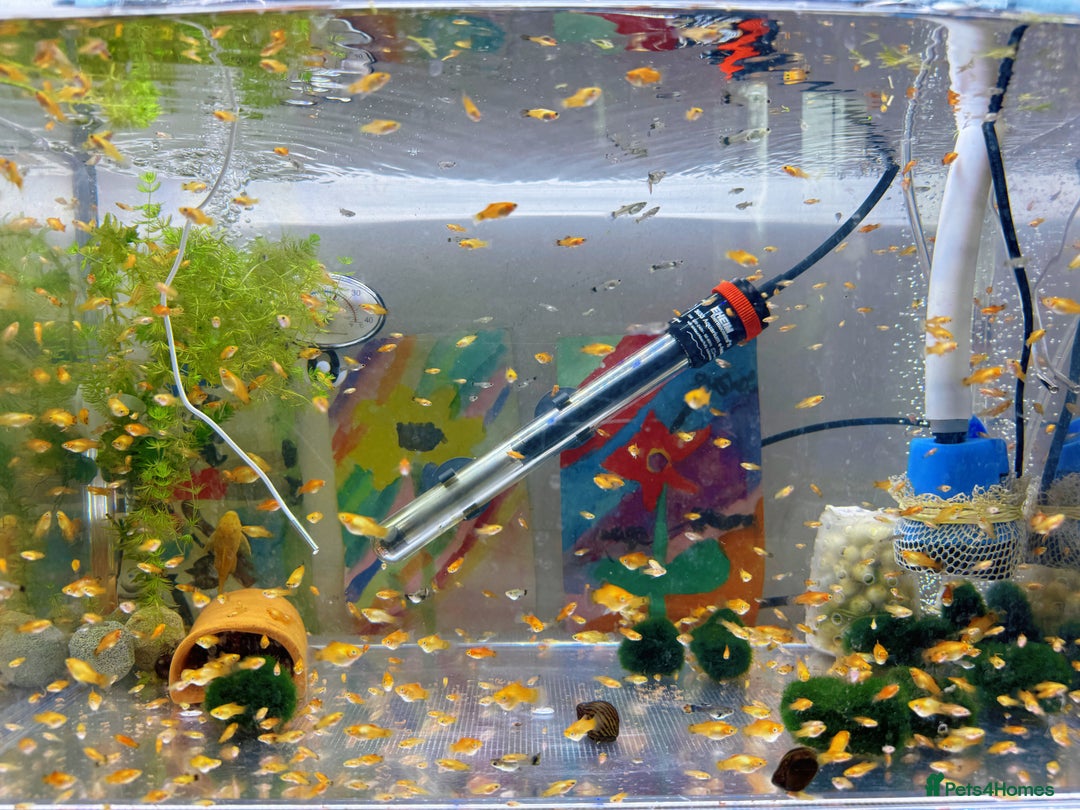 Platies fish for sale: Small platys and Guppys for sale £1 each-Fish only in Bromley - Image 2
