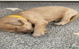 Goldendoodle dogs for sale: F1b Goldendoodles available for reservation - Image 17