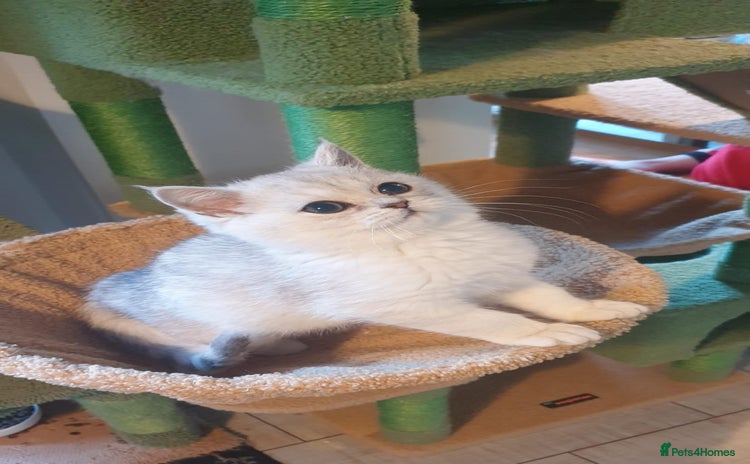 British Shorthair cats - Advert 15