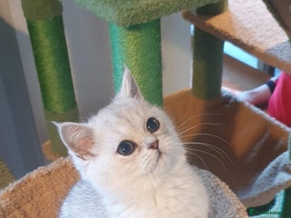 British Shorthair cats - Advert 22