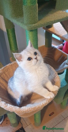 British Shorthair cats - Advert 10