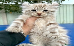 Savannah cats for sale: Super rare longhaired girl  - Advert 17