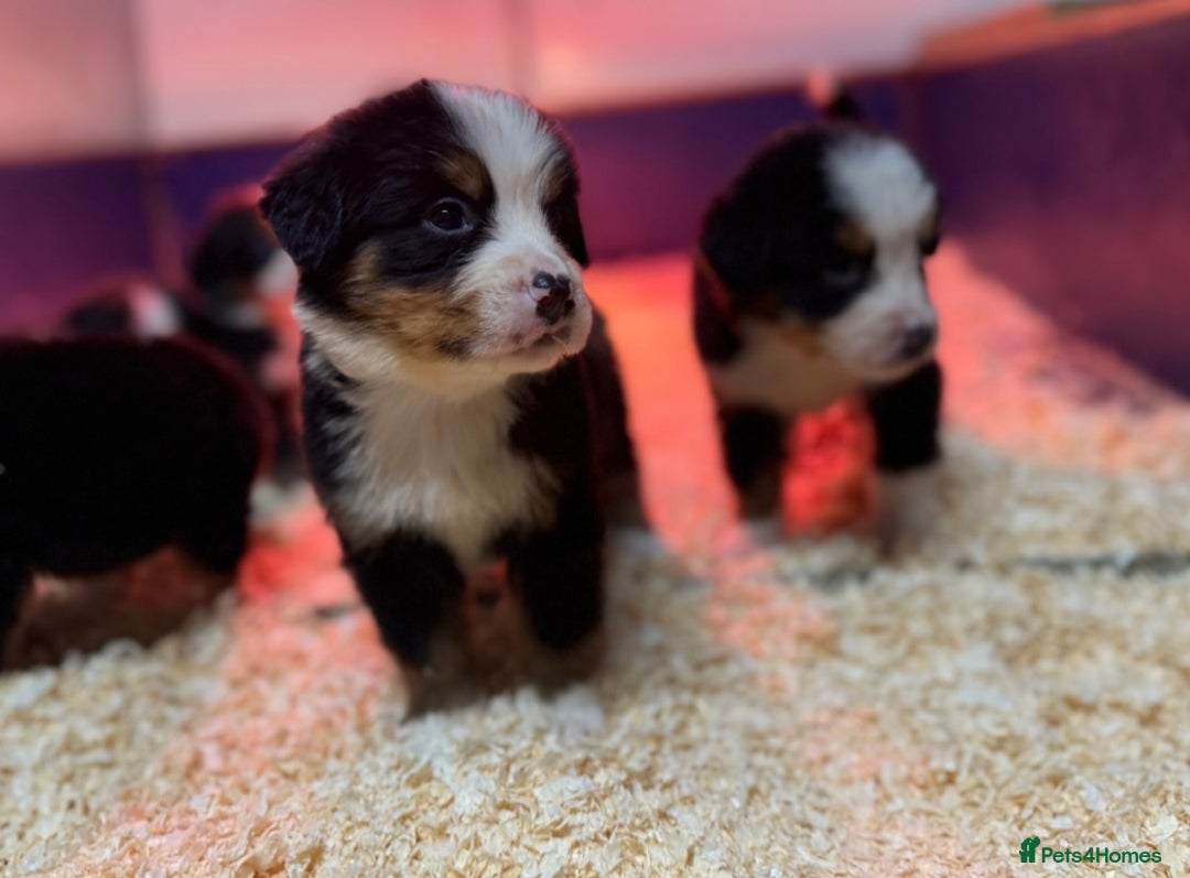 Bernese Mountain Dog dogs for sale: Bernese Mountain Dog Pups  - Image 15