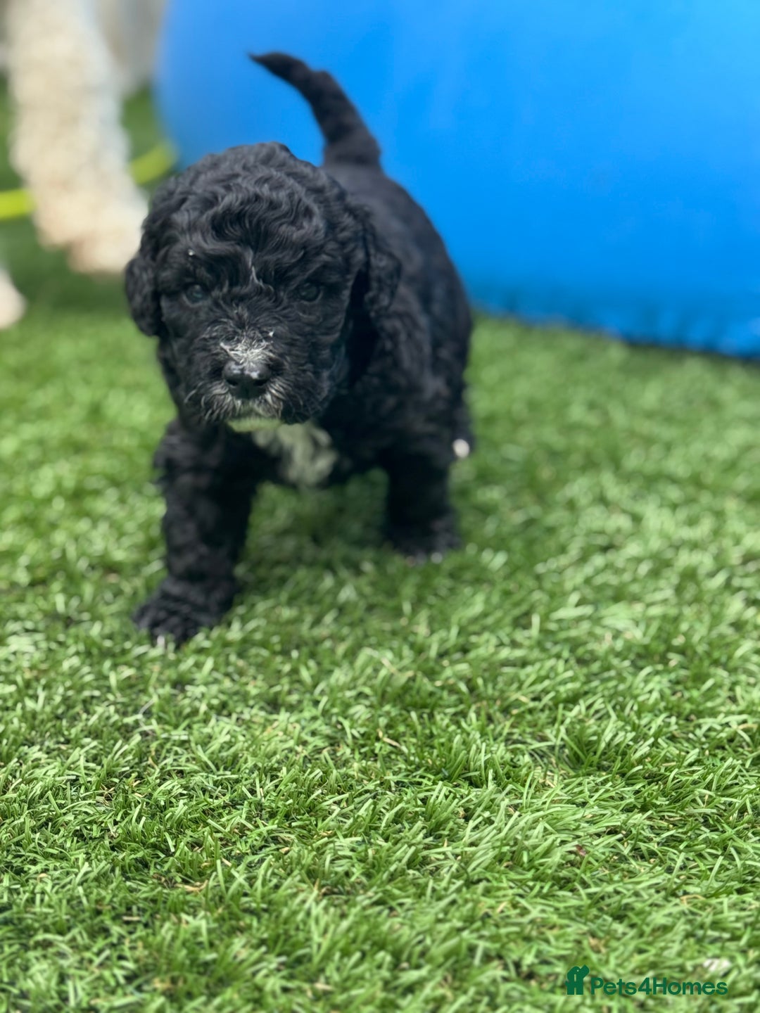 Sheepadoodle dogs for sale: Miniature Sheepadoodles (F1) - Image 15