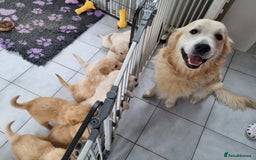 Golden Retriever dogs for stud: Proven KC Golden Stud - Image 7