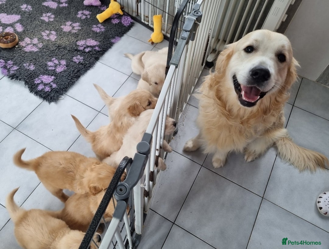 Golden Retriever dogs for stud: Proven KC Golden Stud - Image 7