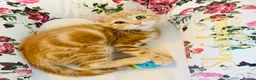 Mixed Breed cats for sale: ** Glamorous Ginger Girl ** Bengal Cross ** - Advert 24