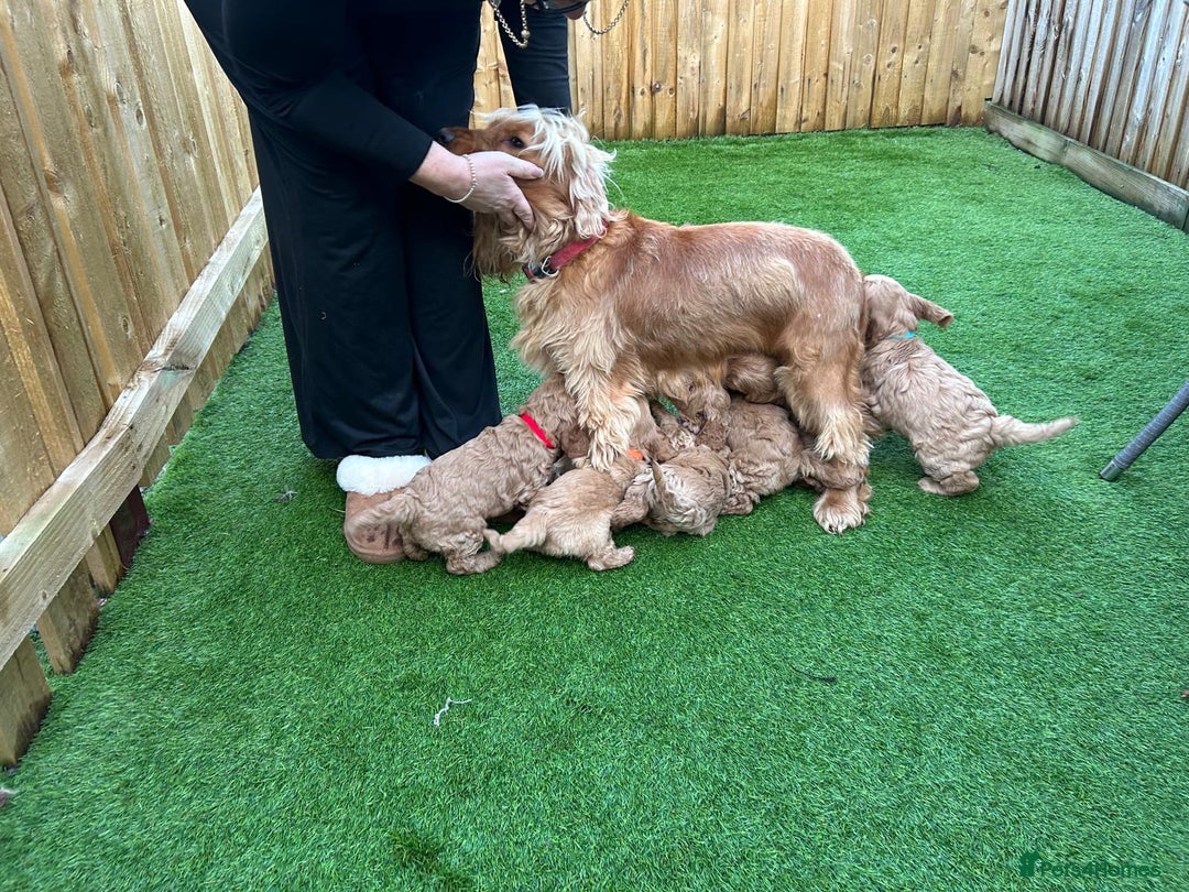 Cockapoo dogs for sale: F1 Miniature Cockapoo  - Advert 11