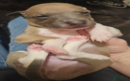 Italian Greyhound dogs for sale: Italian Greyhound Puppies - Kennel Club Registered - Image 7