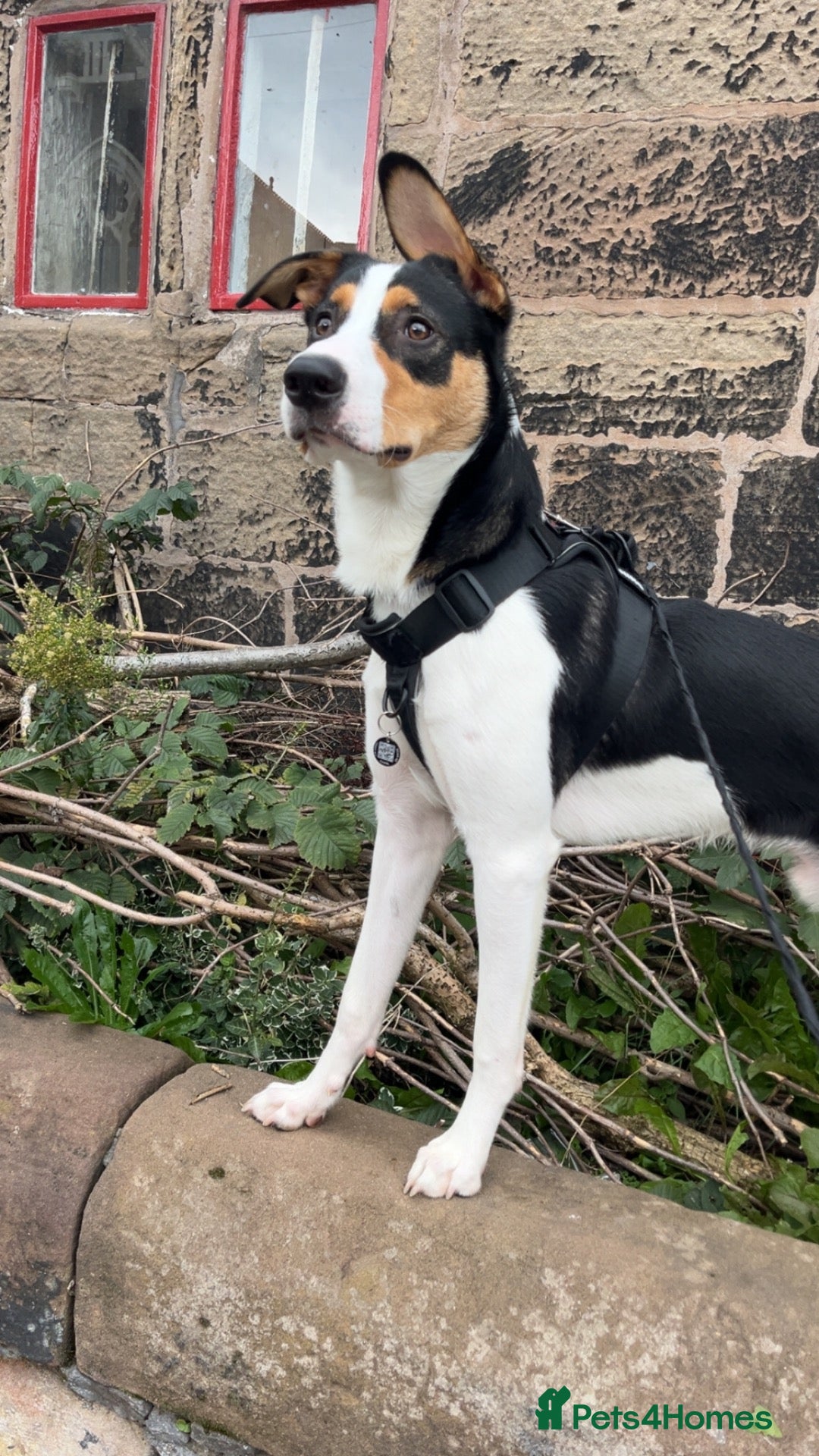 Mixed Breed dogs 8 month old male  - Advert 15