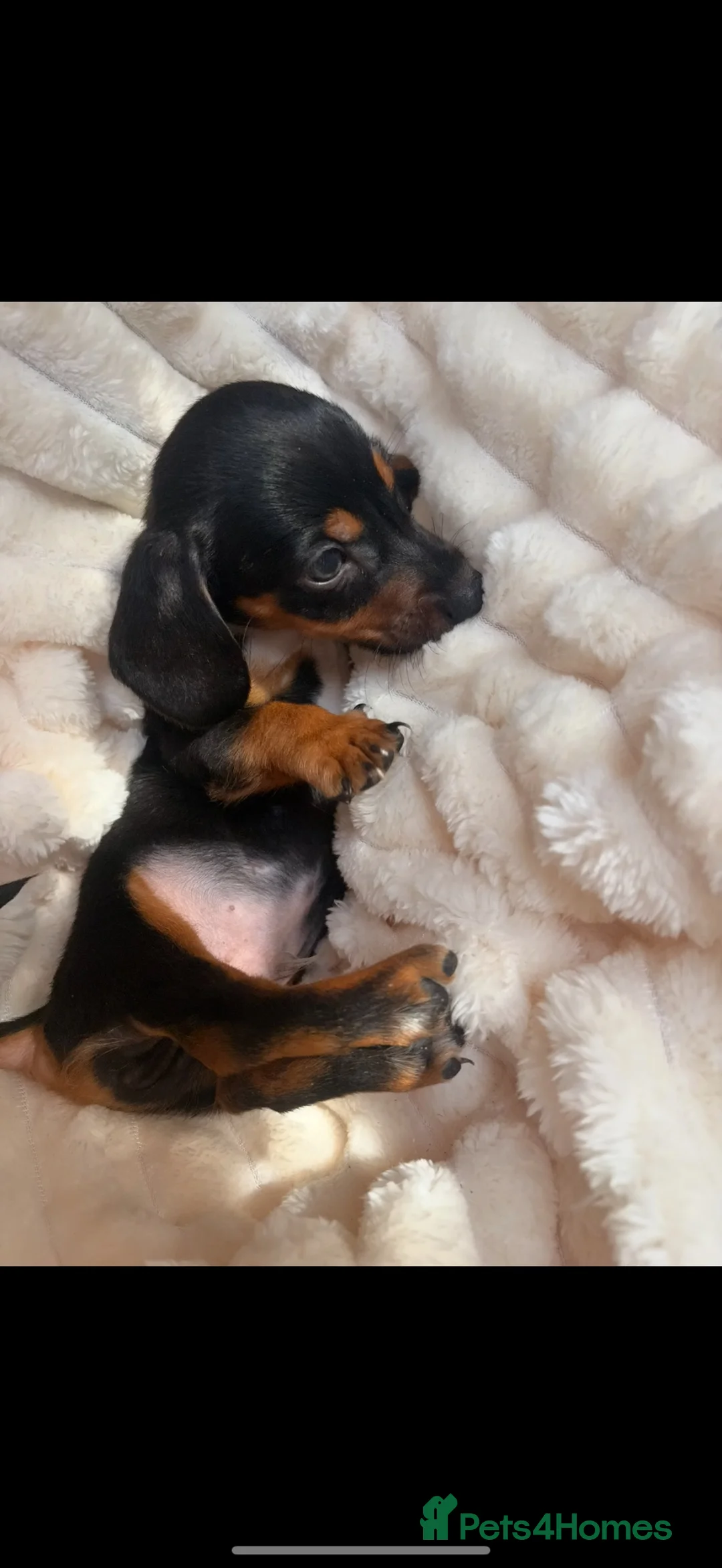 Jackshund dogs for sale: Jackshund Puppies 🐶 - Advert 1