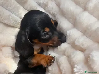 Jackshund dogs Jackshund Puppies 🐶 - Advert 1