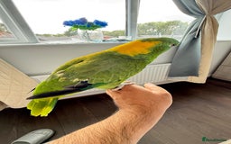 Parrots birds for sale: Yellow Naped Amazon  - Image 5