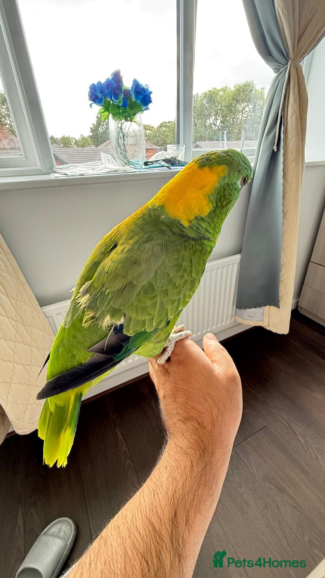 Parrots birds for sale: Yellow Naped Amazon  - Image 5
