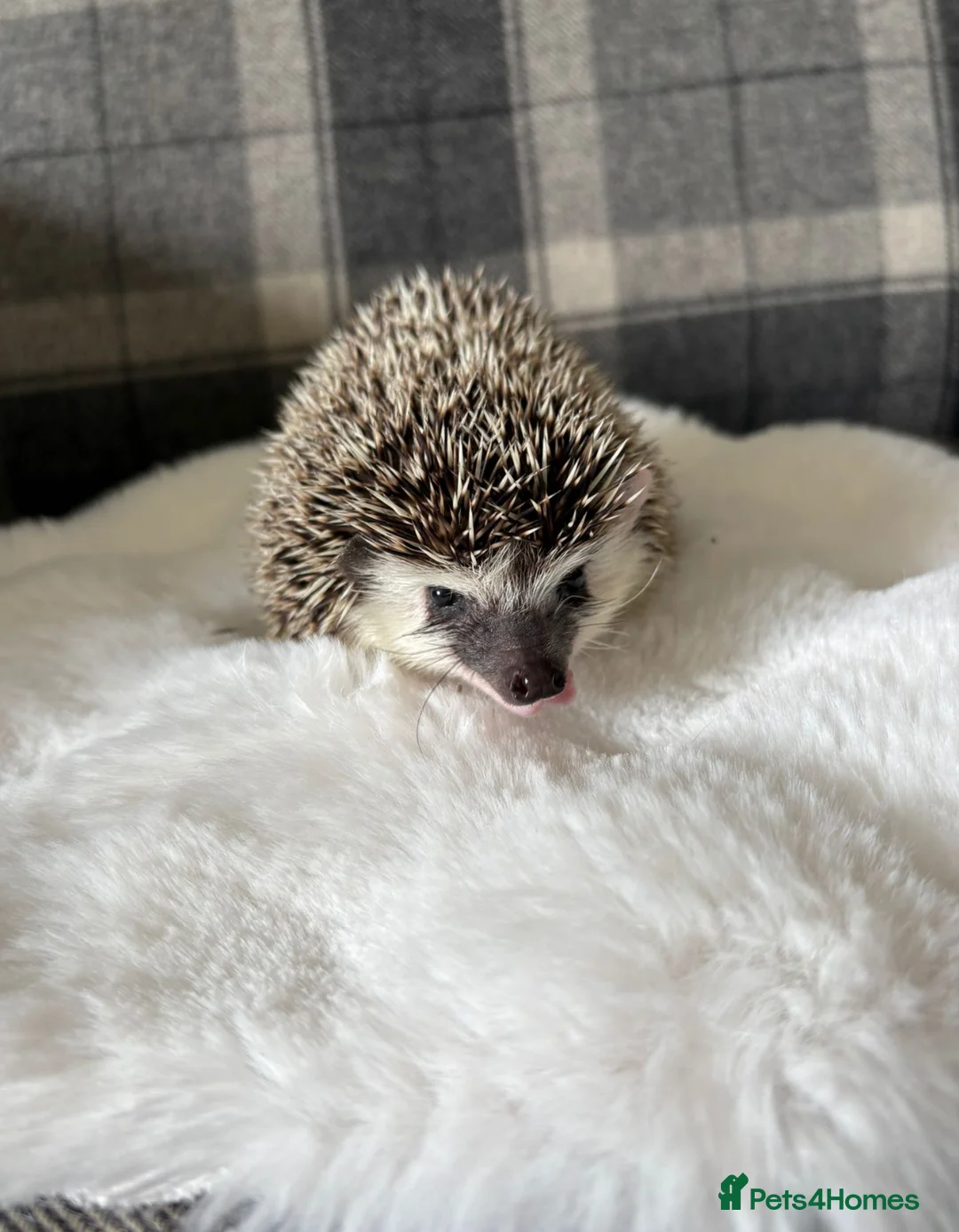 Pygmy Hedgehog rodents for sale: Spike - Advert 4