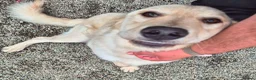 Mixed Breed dogs for adoption: Woody - In Ayr looking for a home  - Advert 4