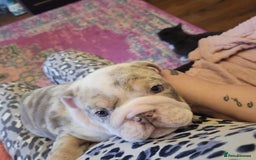 English Bulldog dogs for sale: English Bulldog puppies  - Image 8