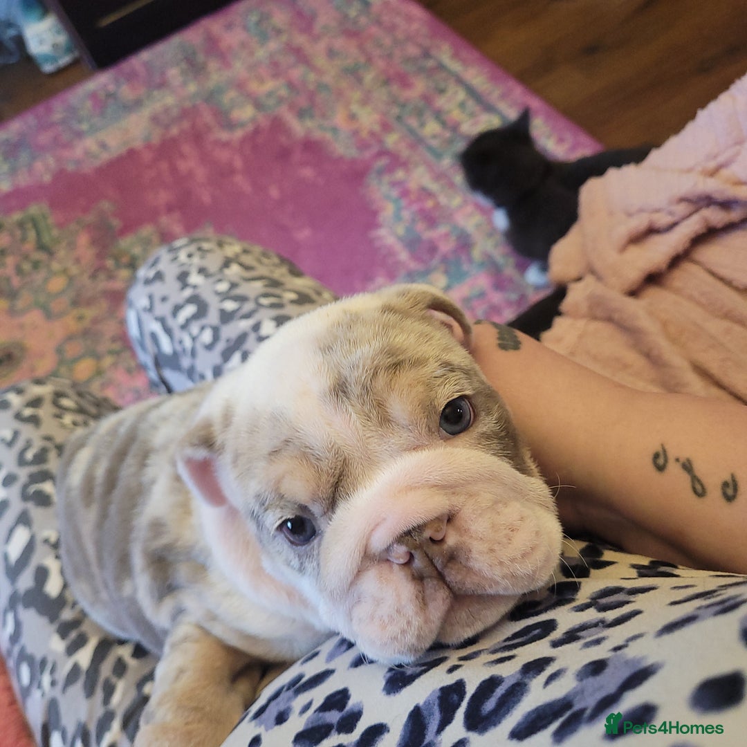 English Bulldog dogs for sale: English Bulldog puppies  - Image 8