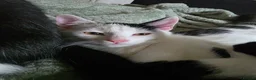 Mixed Breed cats for sale: These are exceptional kittens. - Advert 38