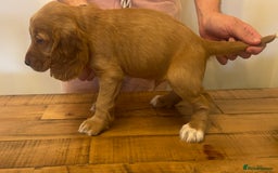 Cocker Spaniel dogs for sale: Our last pup ready to go!  - Image 2