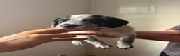 Mixed Breed dogs for sale: Patterdale x cocker spaniel  in Worksop - Advert 11