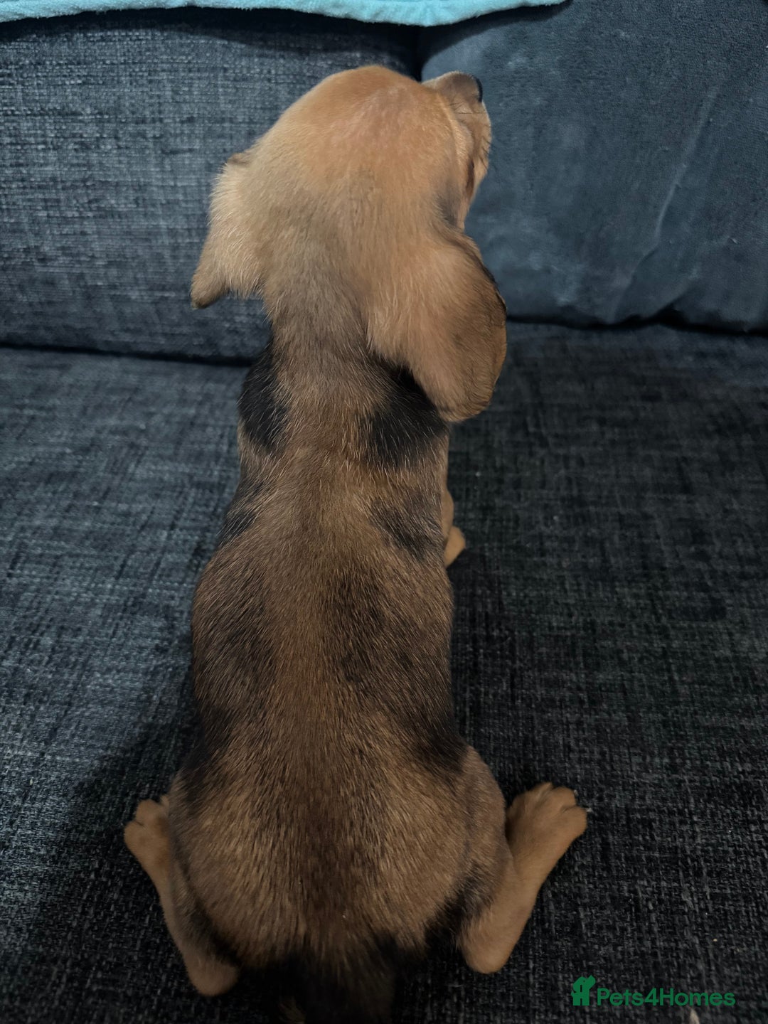 Dachshund dogs for sale: 5 beautiful dachshund 1 girl 4 boys - Advert 33