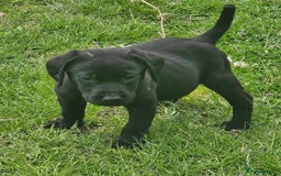 Labrador Retriever dogs for sale: Gorgeous black lab pups - Image 3