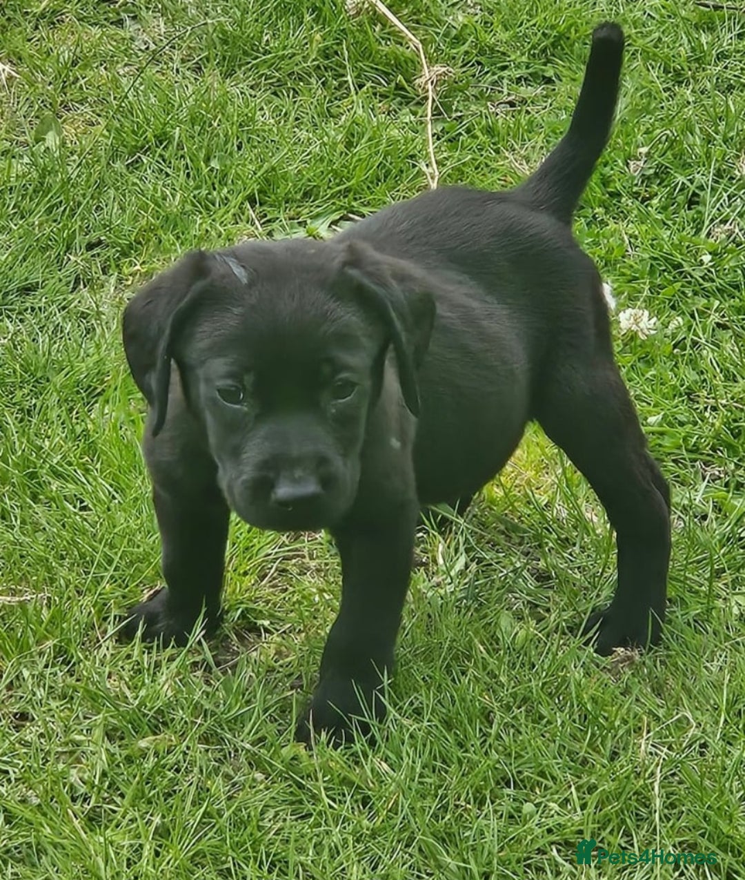 Labrador Retriever dogs for sale: Gorgeous black lab pups - Image 3