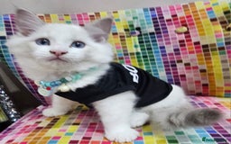 Ragdoll cats for sale: Ragdollkittens health tested gccf/tica parents  - Image 20