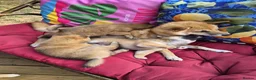 Japanese Shiba Inu dogs for sale: Last Lovely Shiba Inu Puppy, Ready for home now! - Advert 22
