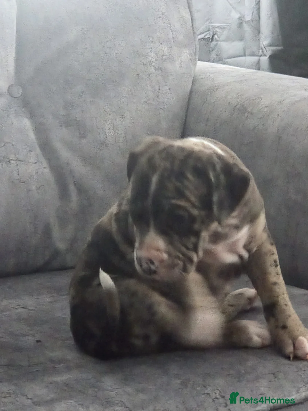 Mixed Breed dogs for sale: Female Staffy X Alapaha Blue Blood Bulldog Pups - Advert 8