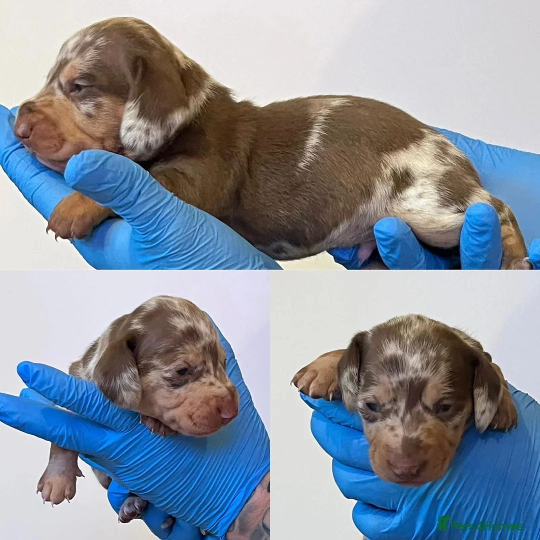 Miniature Dachshund dogs for stud: **RogueRoyales Hennessy** PRA Clear Isabella & Tan in Wolverhampton - Advert 14