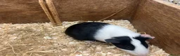 Guinea Pig rodents for sale: Young Male / boar guinea pigs  - Advert 3
