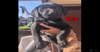Labrador Retriever dogs - Advert 7