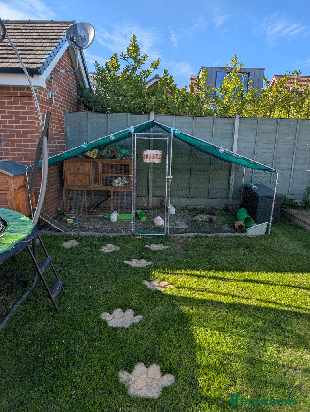 Mini Lop rabbits for sale: Mini lop family  - Advert 6