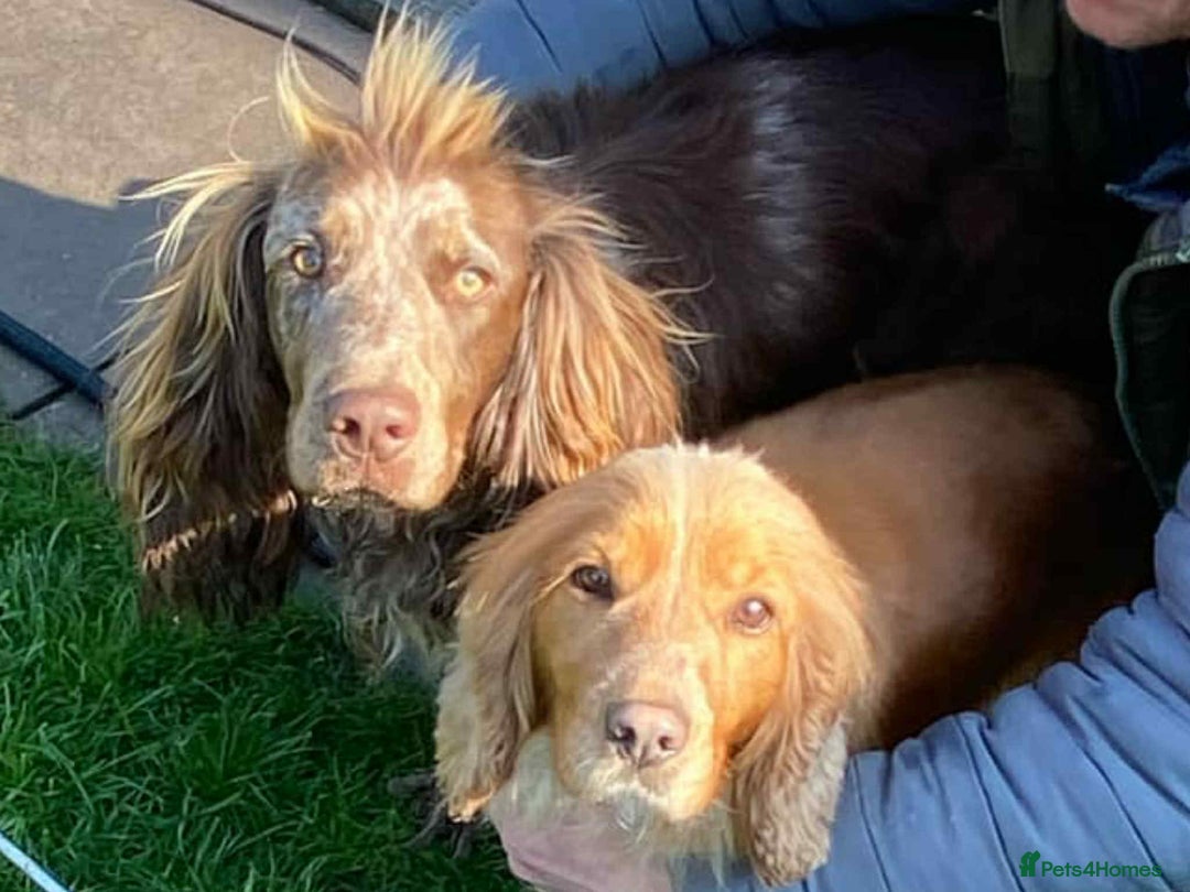 Cocker Spaniel dogs for sale: Working cocker spaniels  - Image 5