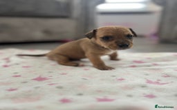 Parson Russell dogs for sale: 5 Gorgeous Parson Russells - Image 13